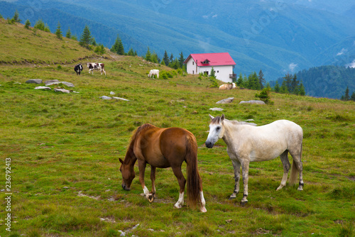 Horses in the mountains