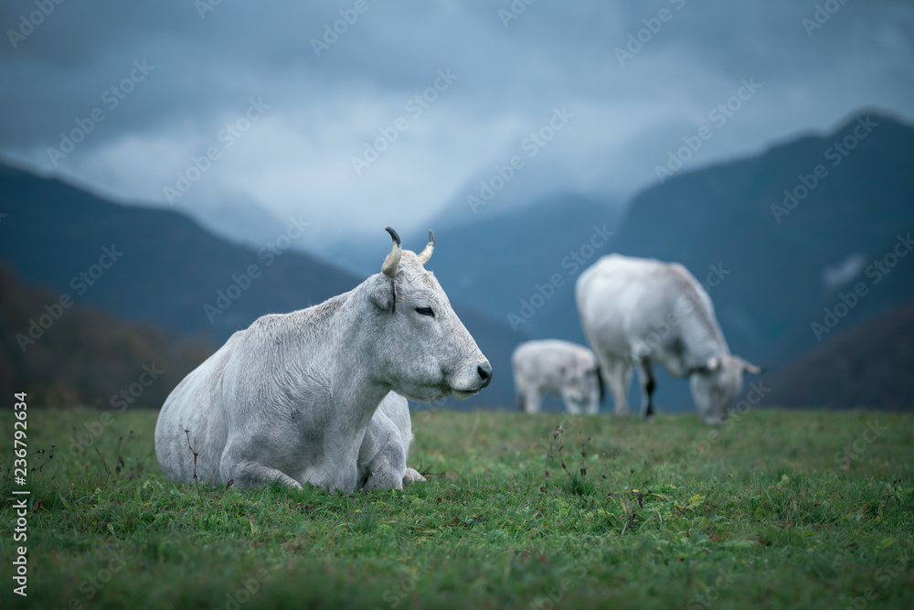 Vache blanche en montagne