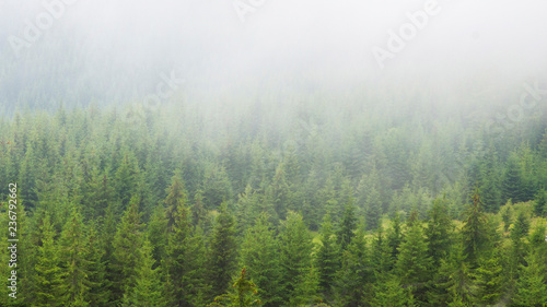 Fog over a mountain forest