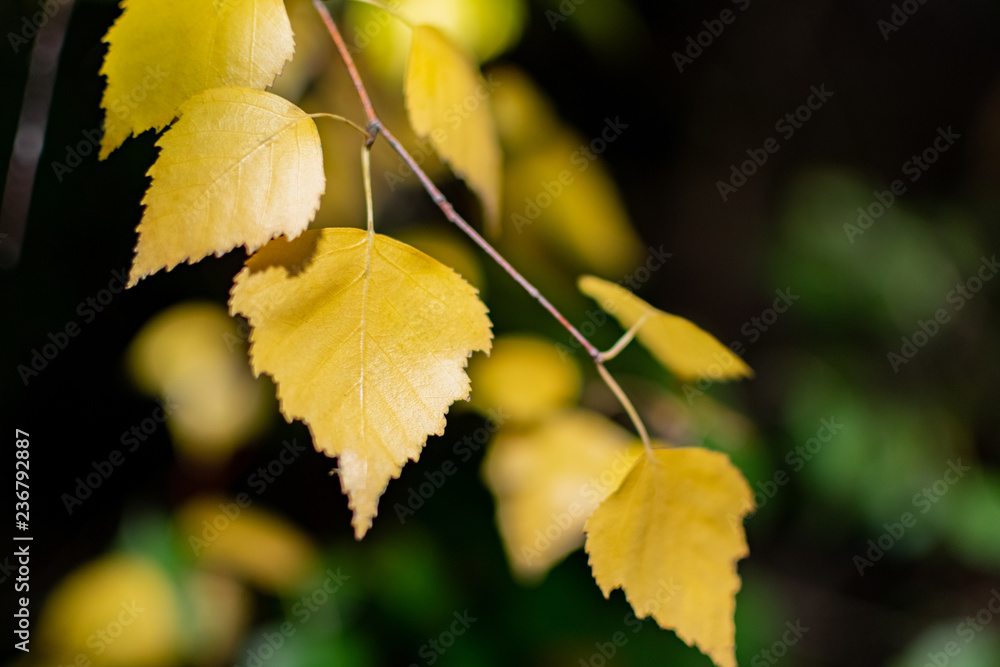 leaves on a dark background