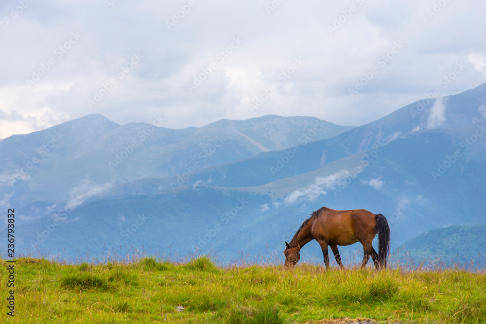 Brown horse grazing in the mountains