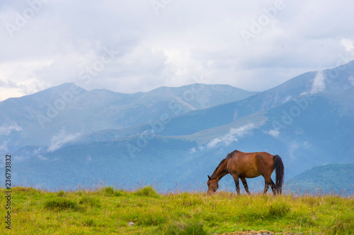 Brown horse grazing in the mountains