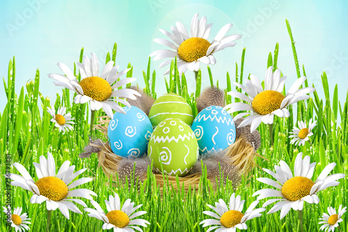 Easter card. Painted Easter eggs with feathers in the nest on green grass with flowers daisies on blue blurred background