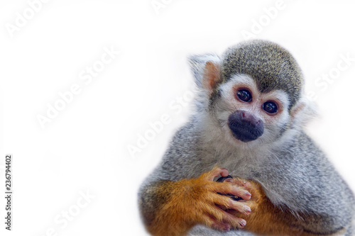  Squirrel Monkey on white background. photo