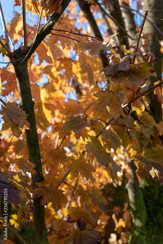 Yellow leaves on a tree dur...