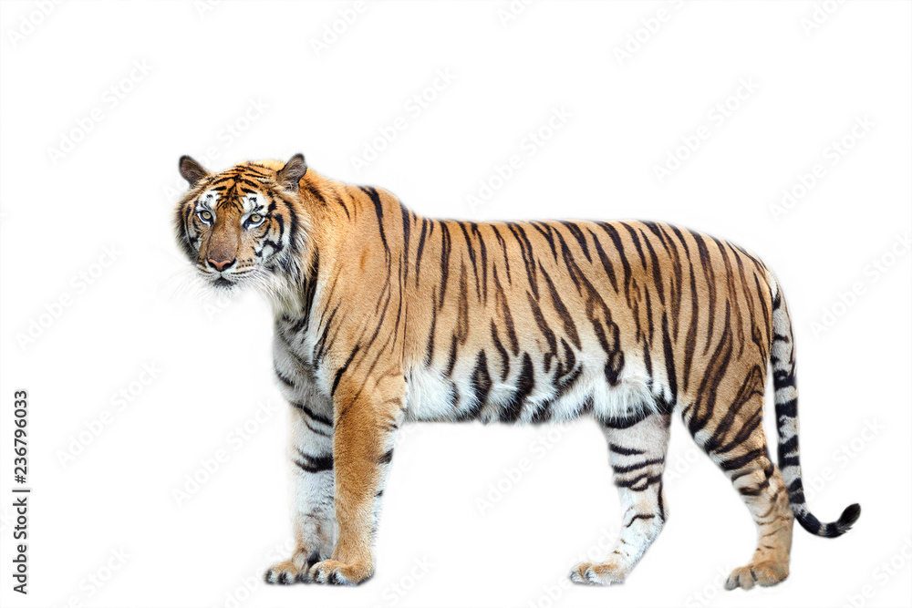 Fototapeta premium Tygrysia akcja na białym tle.