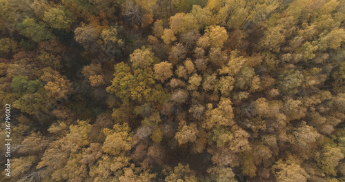 Aerial top view over field and autumn forest in the morning © GCapture