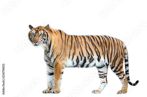 Tiger action on white background.