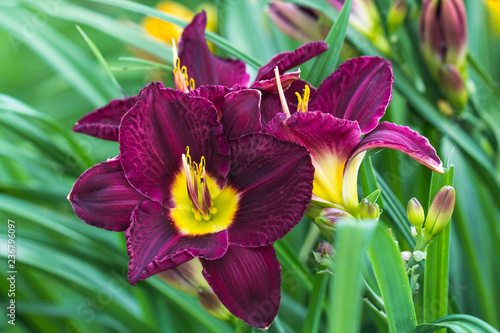 Photos Hemerocallis, Bela Lugosi Daylily