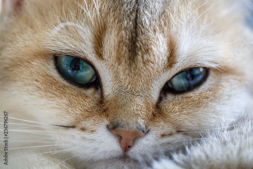 Funny cat with green eyes breed golden shaded british shorthair close-up