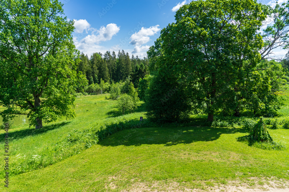 single isolated large big tree in nature