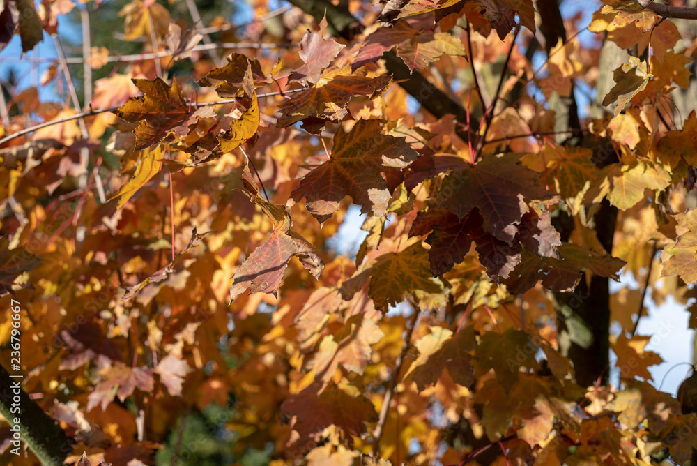 Yellow leaves on a tree during the autumn Yellow leaves on a tree during the autumn