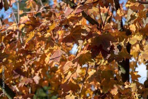 Yellow leaves on a tree dur...