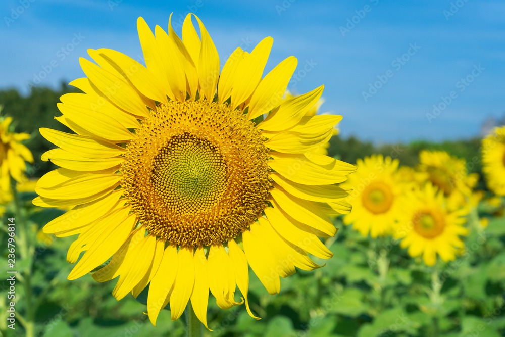 Sunflower field. Sunflower field.