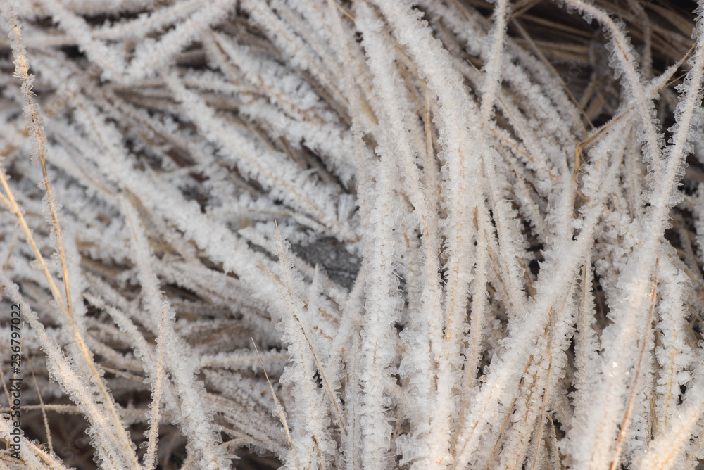 hoarfrost on grass macro hoarfrost on grass macro