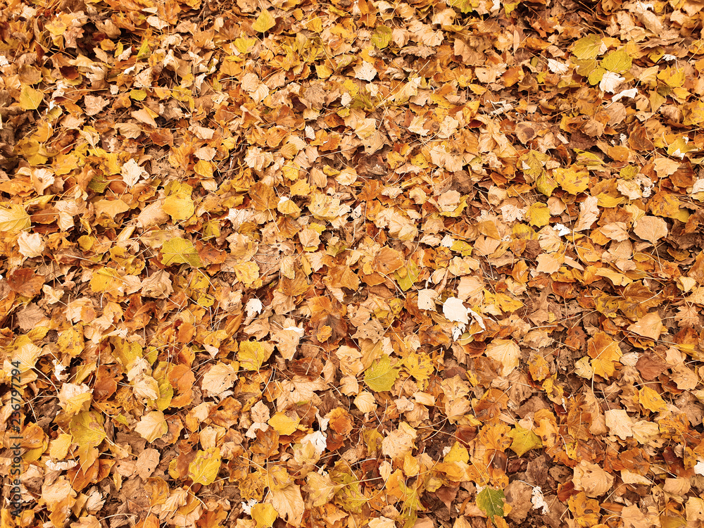 Colorful atumn leaves field wallpaper background Colorful atumn leaves field wallpaper background