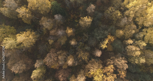 Aerial top view over field and autumn forest in the morning © GCapture