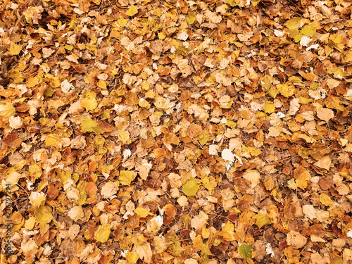 Colorful atumn leaves field wallpaper background