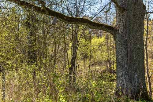 Fototapeta Naklejka Na Ścianę i Meble -  single isolated large big tree in nature