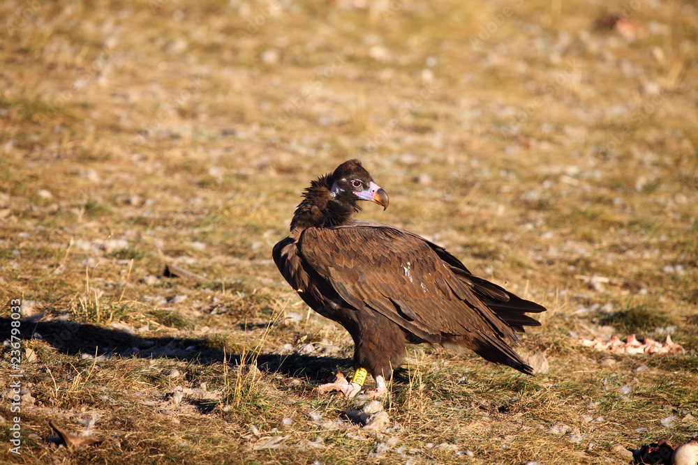 Fototapeta premium The cinereous vulture (Aegypius monachus) also known as the black vulture, monk or Eurasian black vulture sitting on the feeding place. Big black vulture.