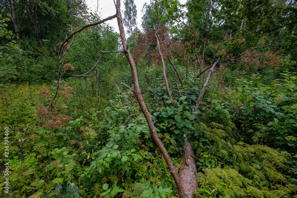 Fototapeta premium forest details with tree trunks and green foliage in summer