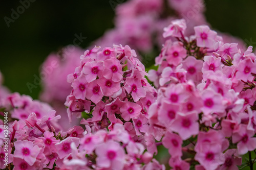countryside garden flowers on blur background