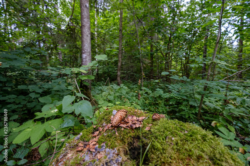 forest details with tree trunks and green foliage in summer © Martins Vanags