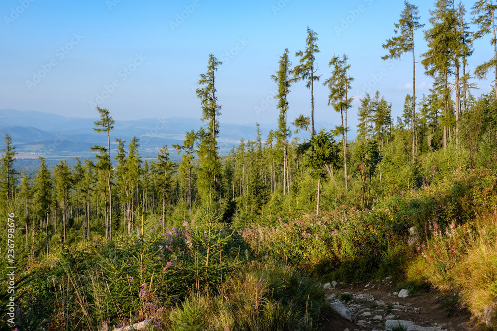 forest details with tree trunks and green foliage in summer