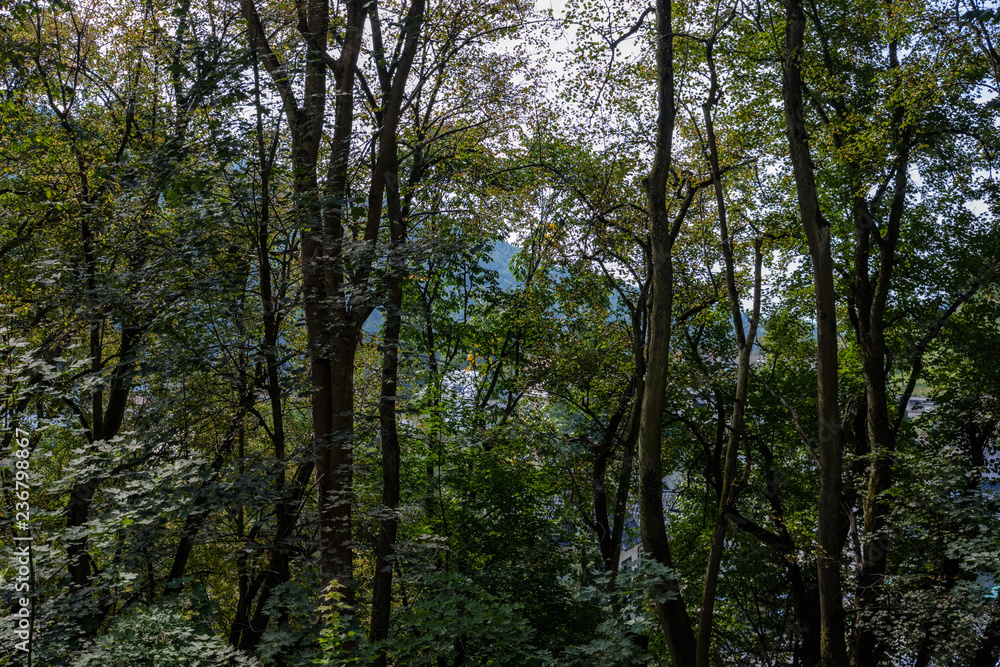 Fototapeta premium forest details with tree trunks and green foliage in summer