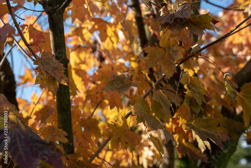 Yellow leaves on a tree dur...