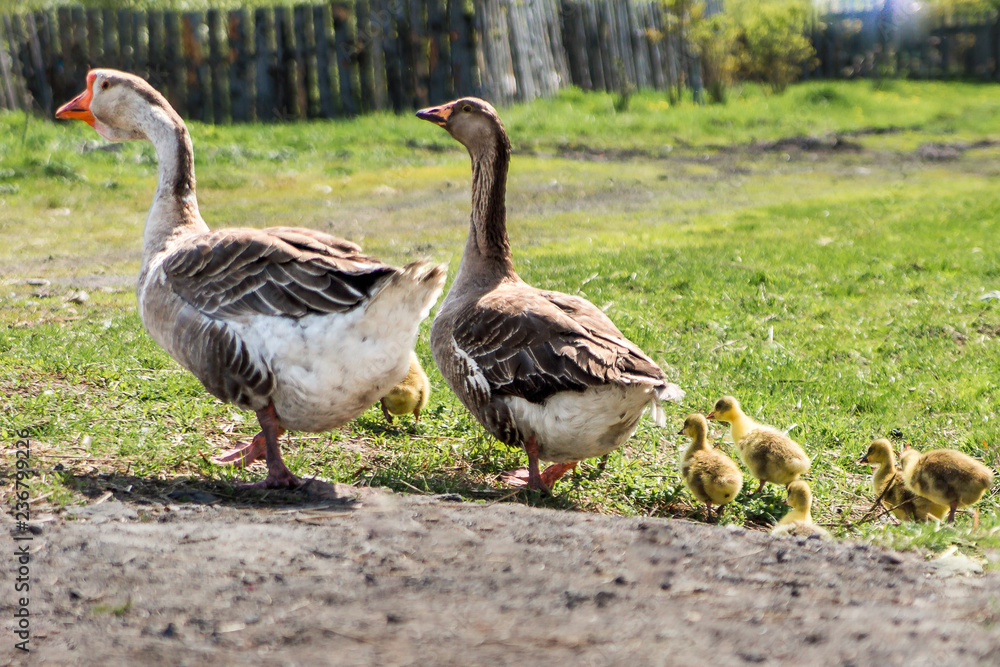 a pair of domestic geese with goslings for a walk a pair of domestic geese with goslings for a walk