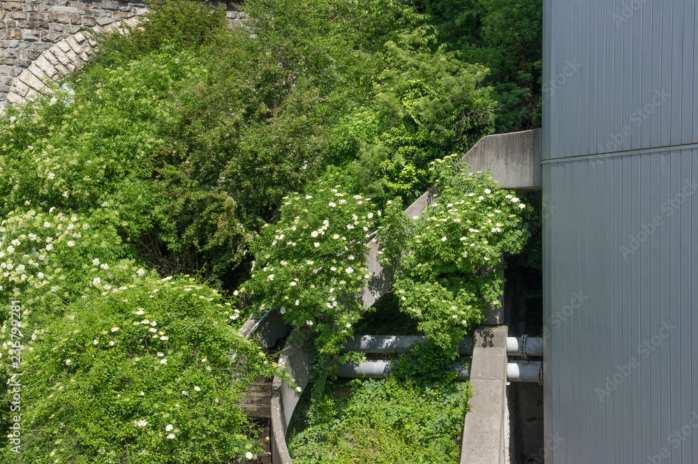 overgrown cement stairs of an abandoned building overgrown cement stairs of an abandoned building
