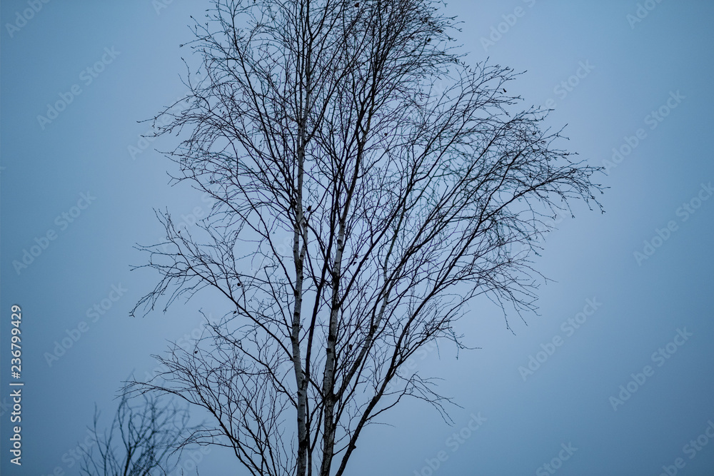 naked tree branches in late autumn with no leaves