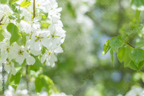Blooming Apple tree in the spring, white small flowers on the branches, freshness