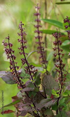 Holy basil at garden