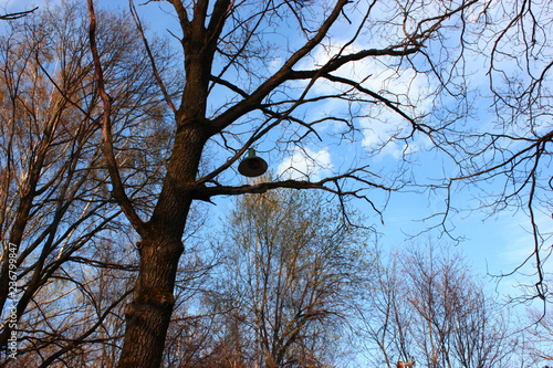 lamp on branches in the sky