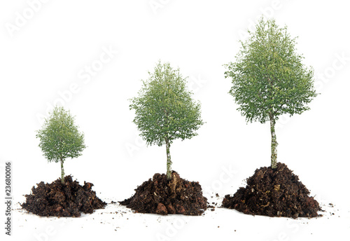 Three Birch trees isolated on white background