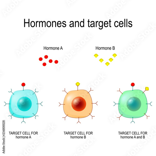 Hormones, Receptors and Target Cells