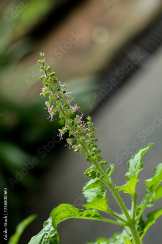 Holy basil at garden