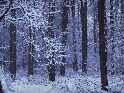 Fototapeta Naklejka Na Ścianę i Meble -  Las w białej zimowej szacie.