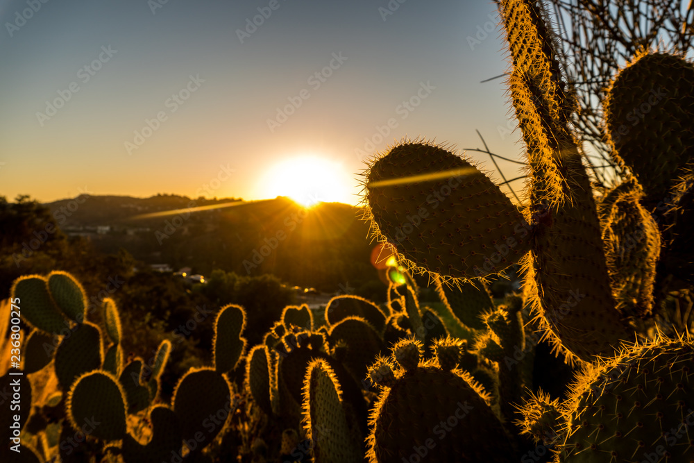Fotografie Cactus sunset in California