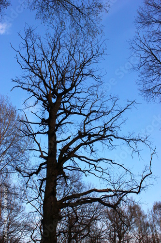 tree and sky