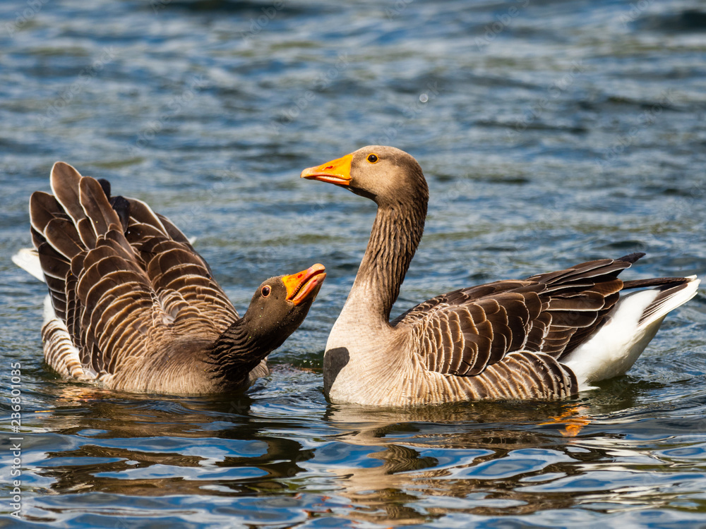 Fototapeta premium Two Greylag Geese (Anser anser) on Water Courting