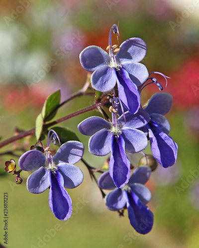 Fleur de Rotheca myricoides photo