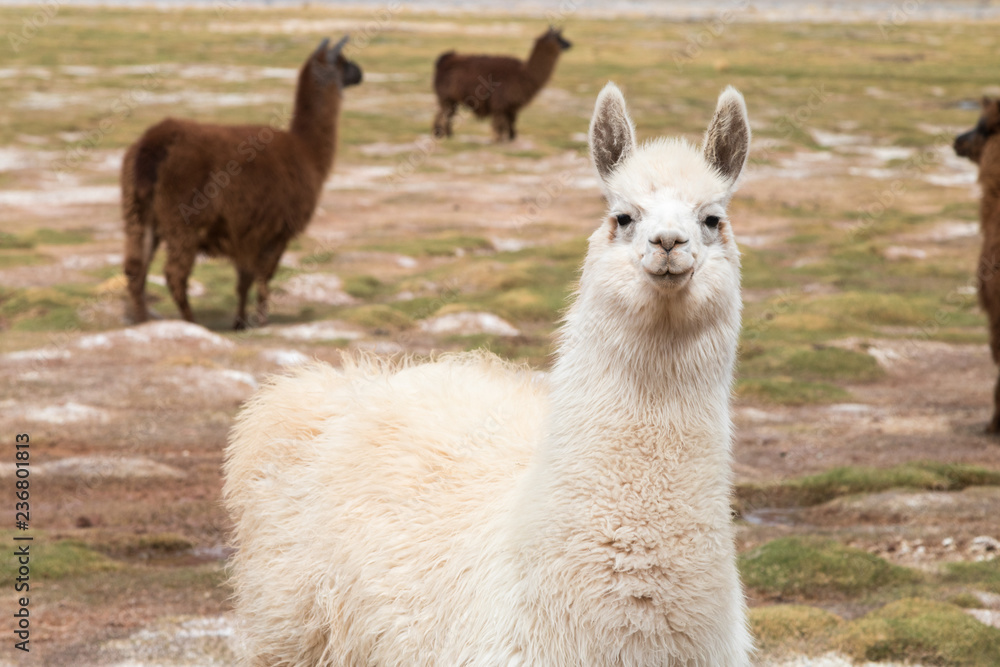 Fototapeta premium llama in the wild in the Andes