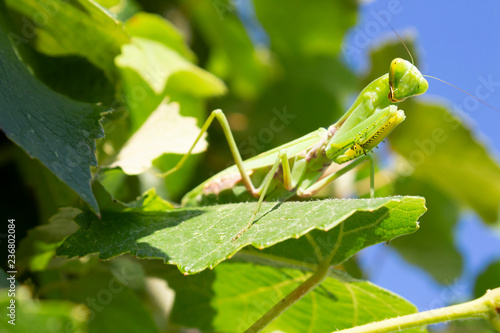A green mantis is sitting on a sheet of grapes on a sunny summer day against a blue sky.