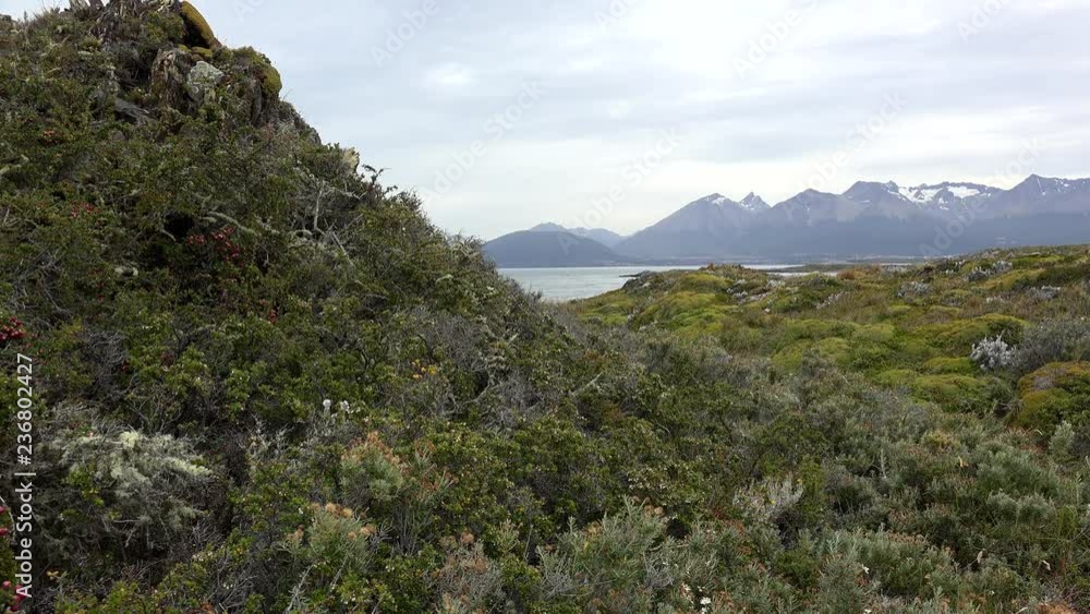 Landscape of the uninhabited island of Beagle channel. Tierra del Fuego, Patagonia, Argentina