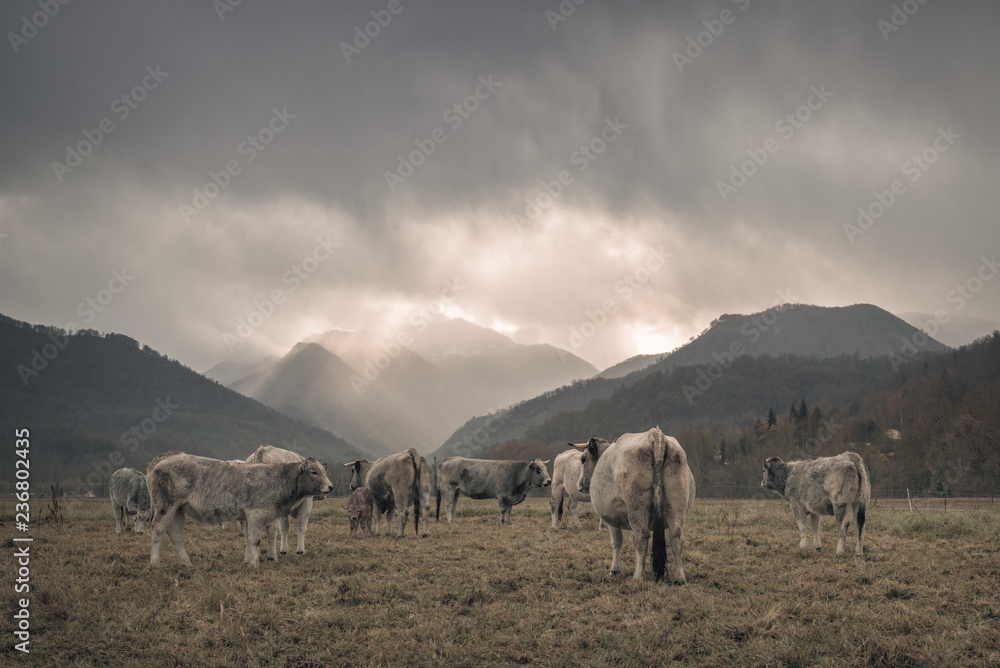 Fototapeta premium vaches en hiver