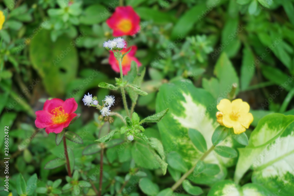 Vibrant beautiful botanic garden with various flowers and leaves in spring time Vibrant beautiful botanic garden with various flowers and leaves in spring time