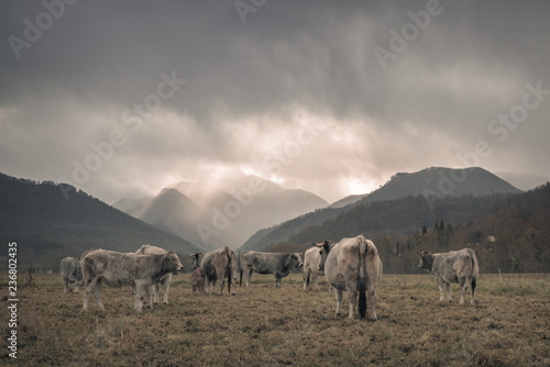vaches en hiver © Marc Andreu
